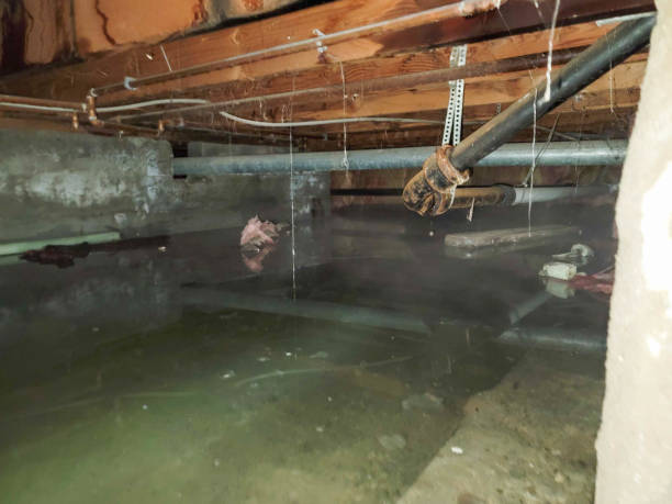 Best Professional water damage repair  in Amberley, OH